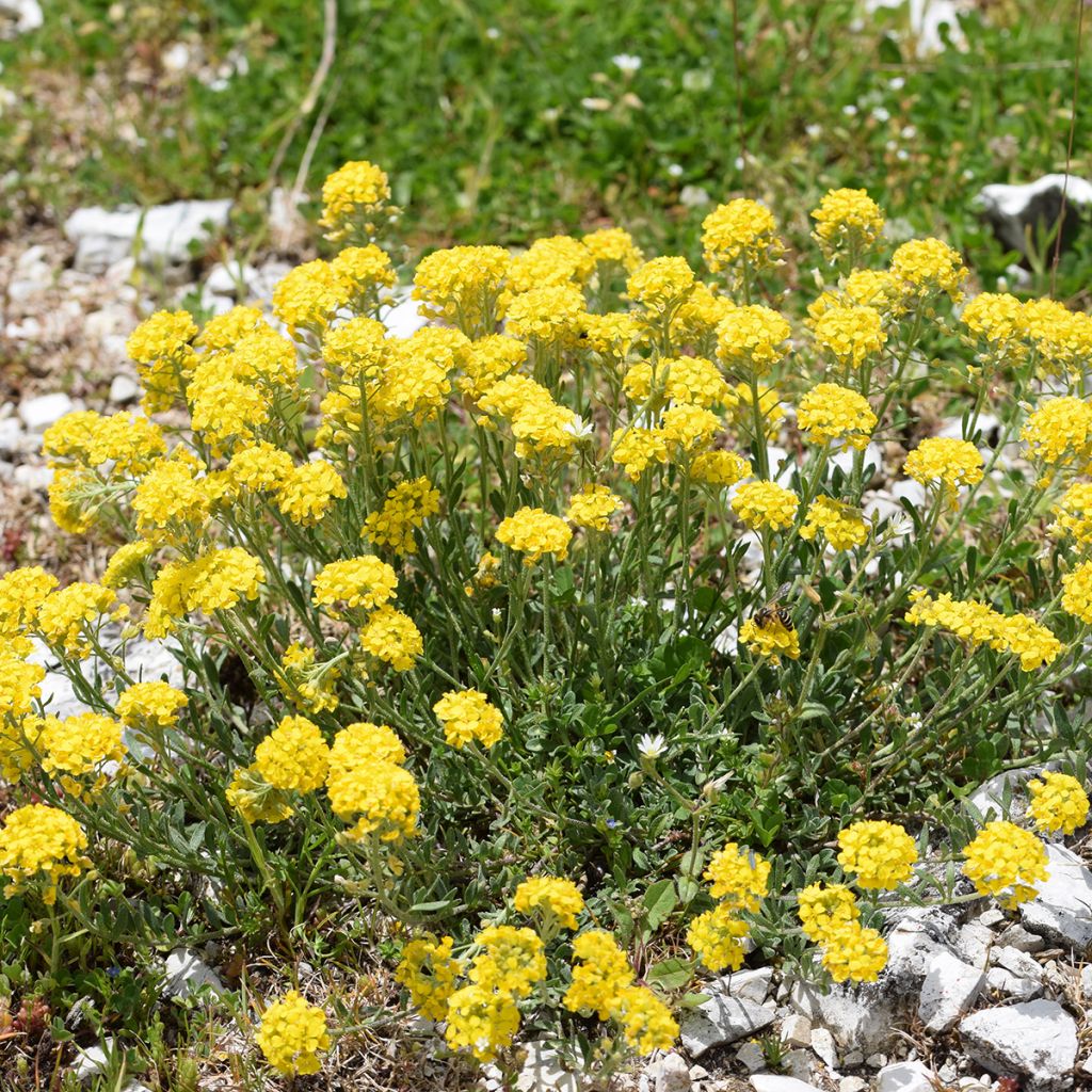 Alyssum montanum Berggold - Corbeille d'Or