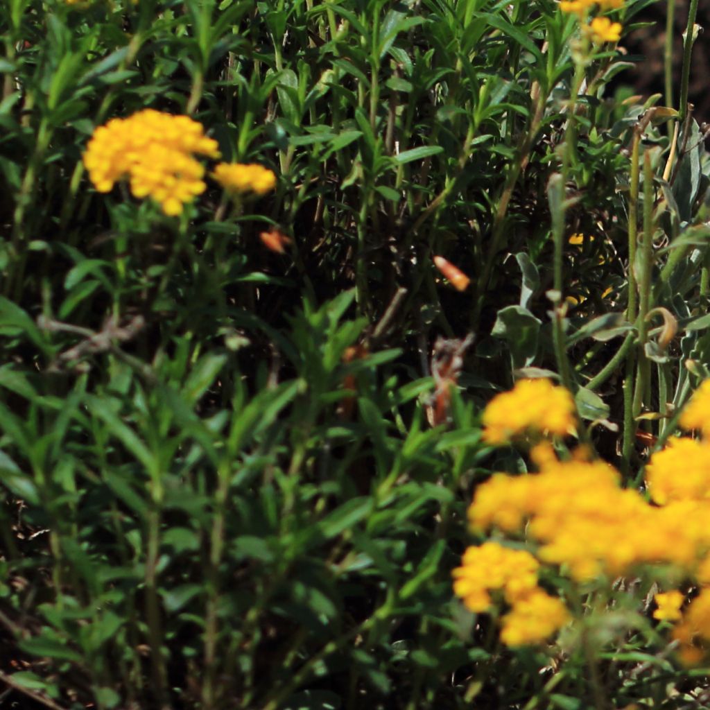 Alyssum saxatile Citrinum