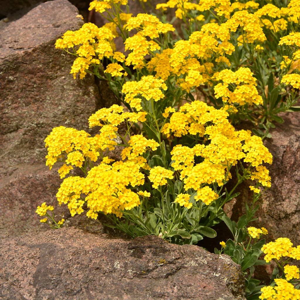Alyssum saxatile Goldkugel - Corbeille d'Or à fleurs jaunes