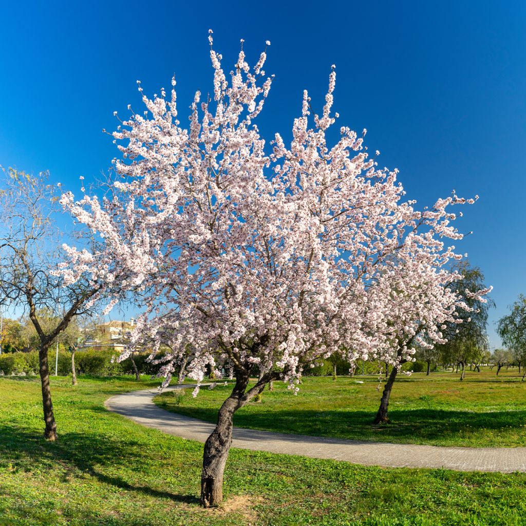 Amandier - Prunus dulcis Buisson en pot de 4l/5l