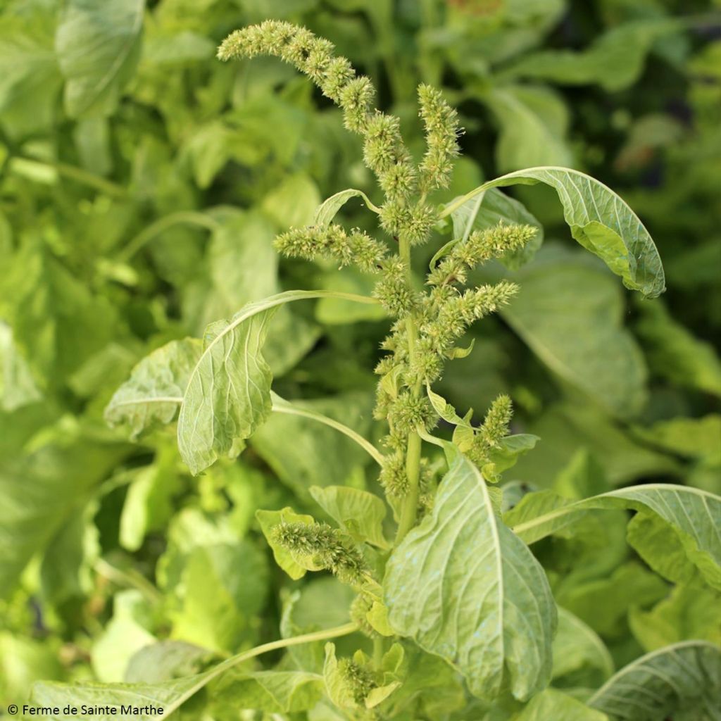 Amarante White Leaf Bio - Ferme de Sainte Marthe