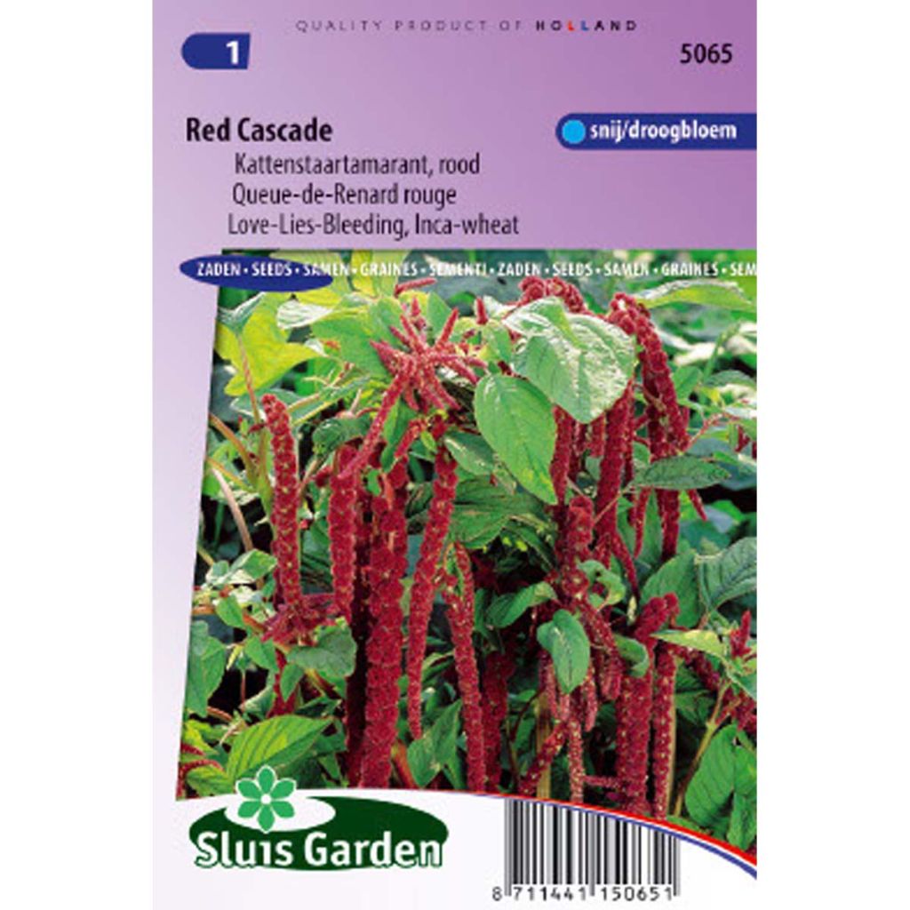 Amaranthus Red Cascade - Queue de Renard rouge 