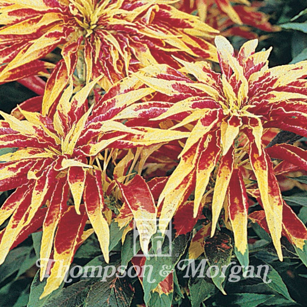 Graines d'Amaranthus tricolor Josephs Coat - Amarante fournaise