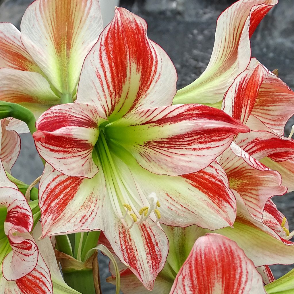 Amaryllis Ambiance*