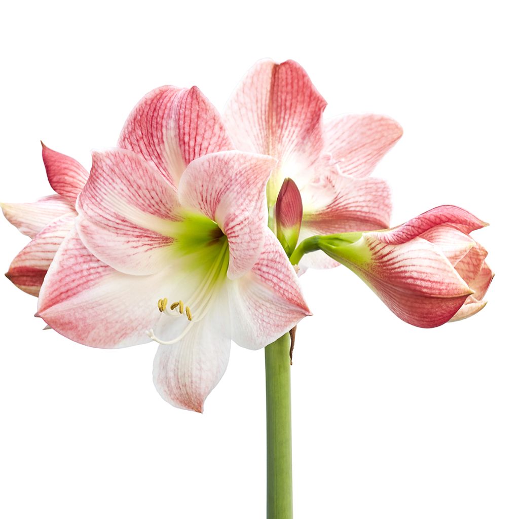 Amaryllis Apple Blossom