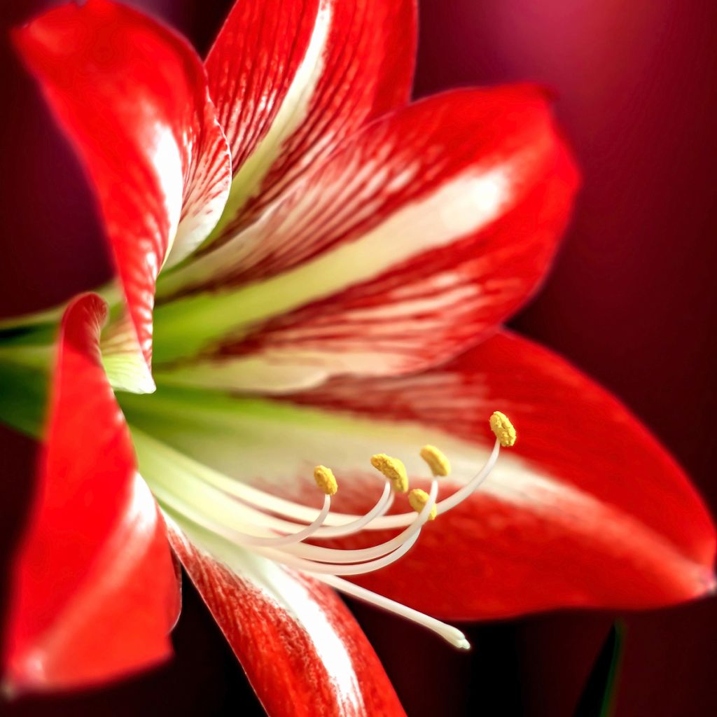 Amaryllis Baby Star