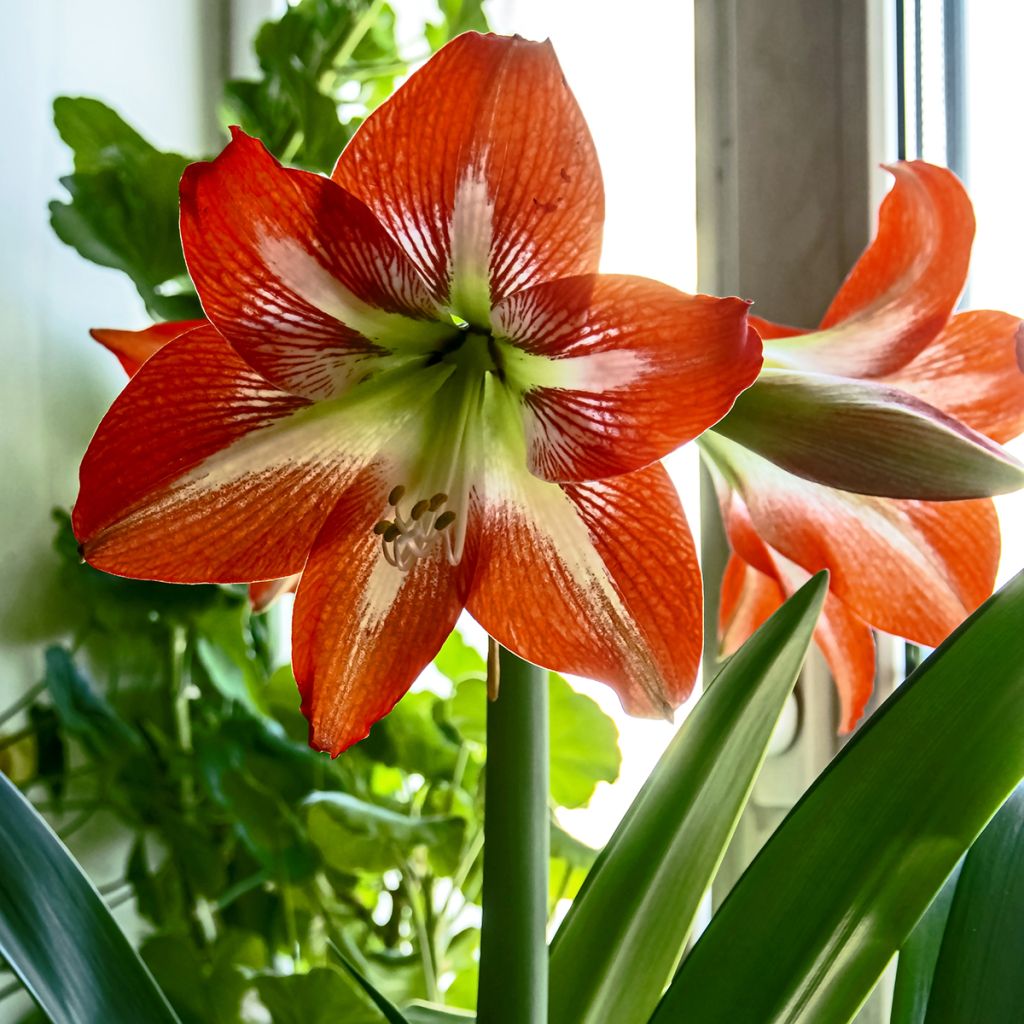 Amaryllis Baby Star