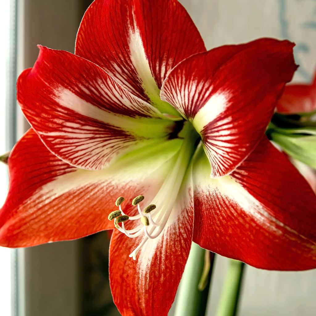 Amaryllis Baby Star