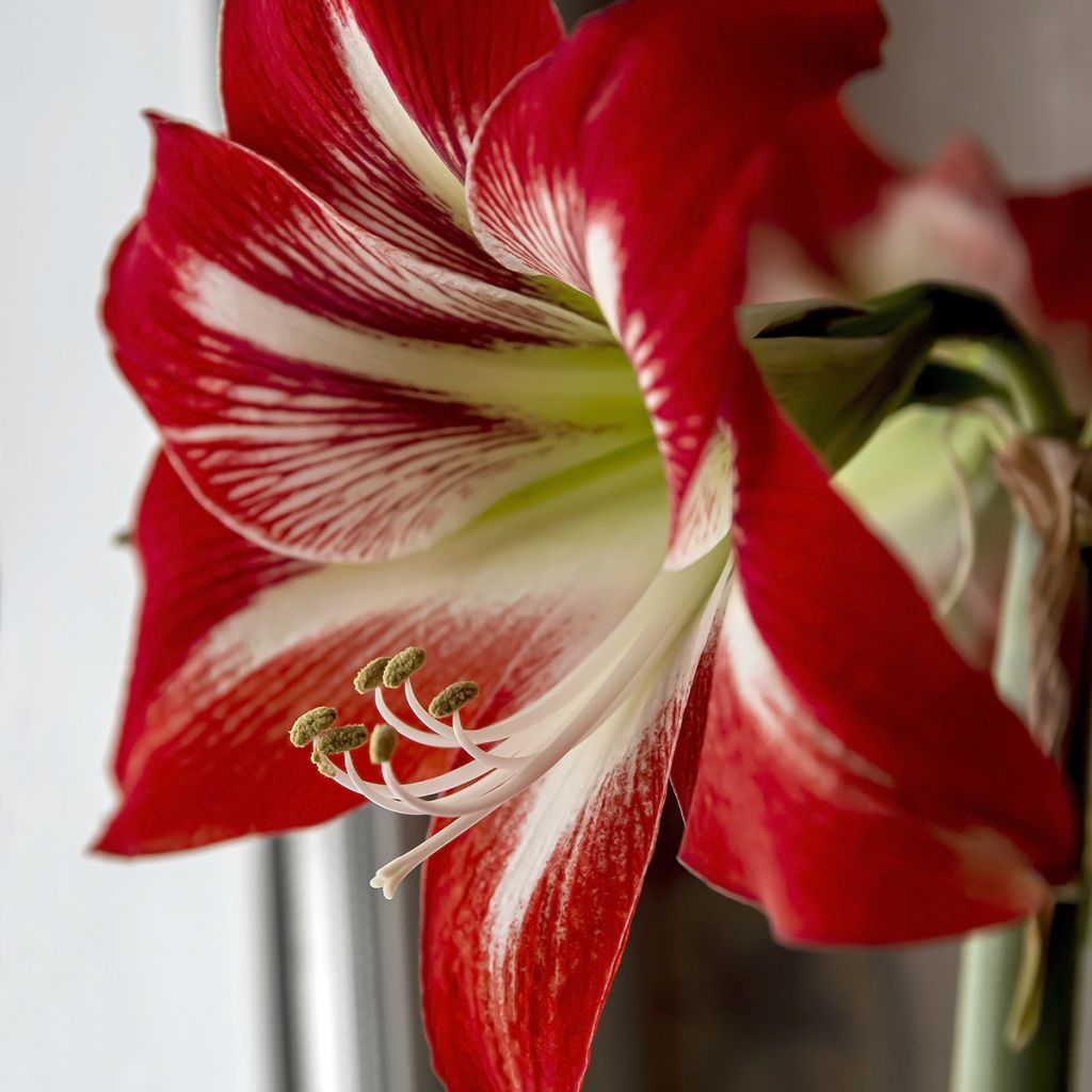 Amaryllis Baby Star