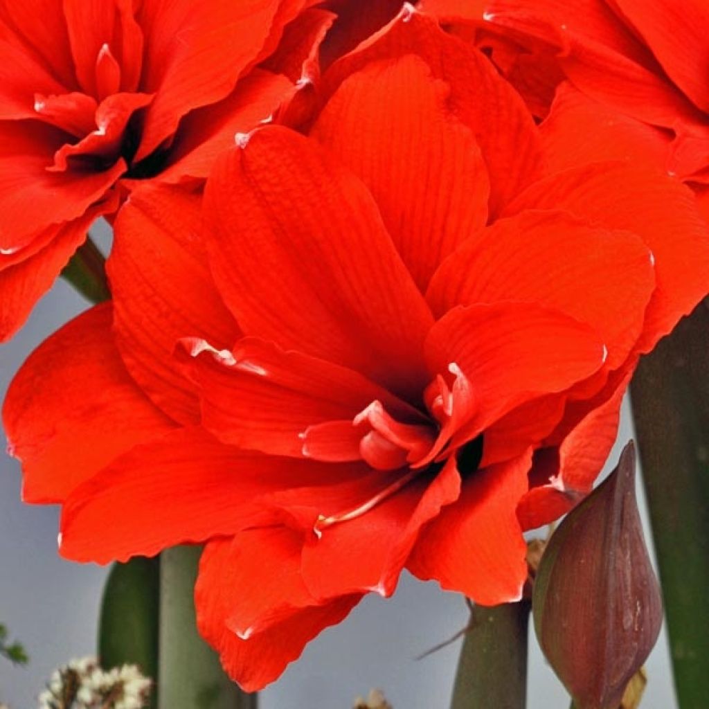 Amaryllis Double Dragon