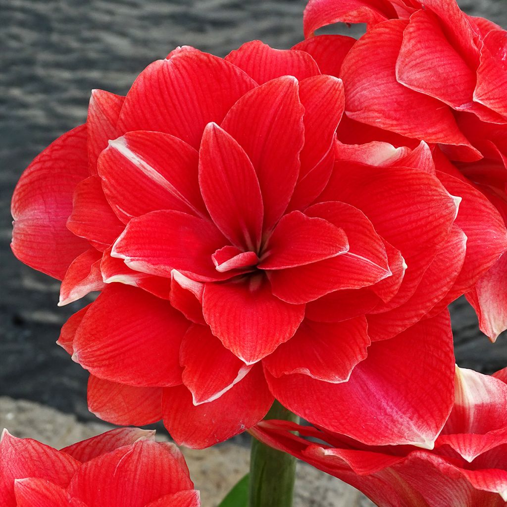 Amaryllis double Dream