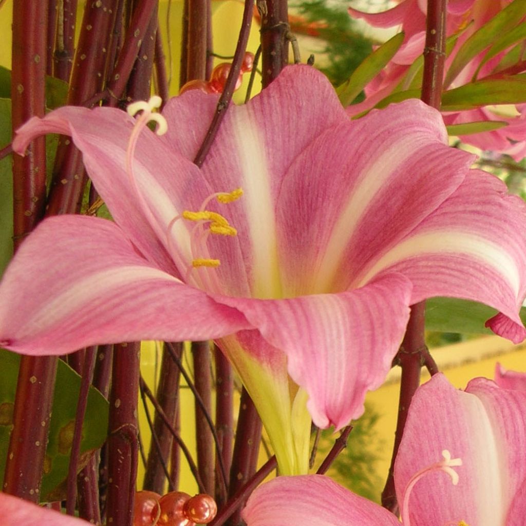 Amaryllis Estella - Hippeastrum rose pourpré à ligne blanche