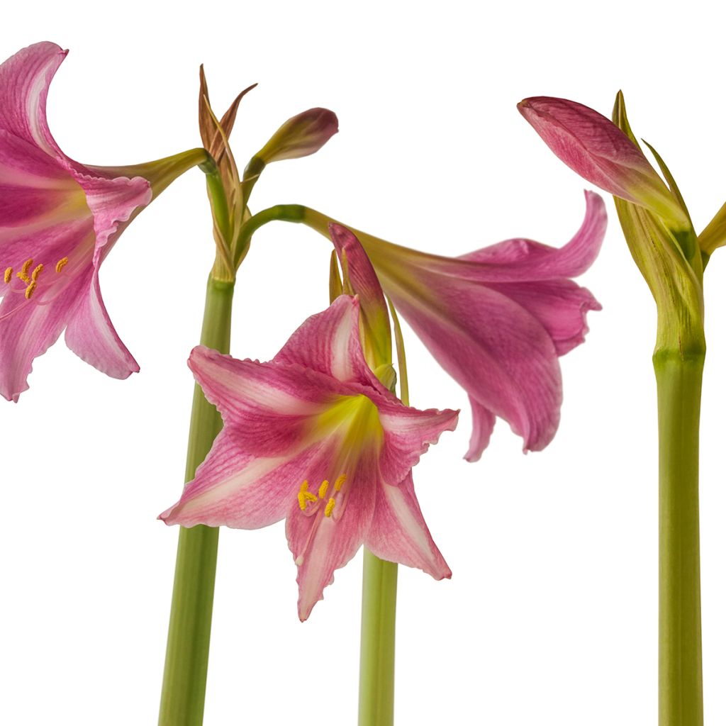 Amaryllis Estella