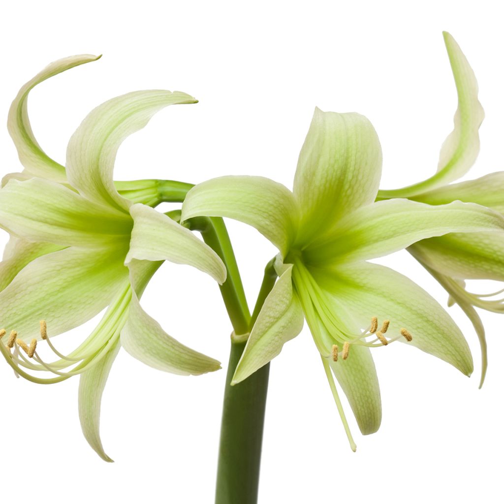 Amaryllis Evergreen