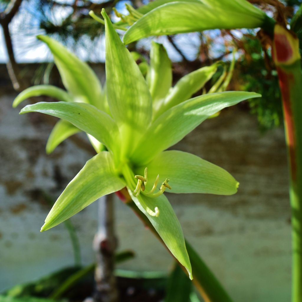 Amaryllis Evergreen