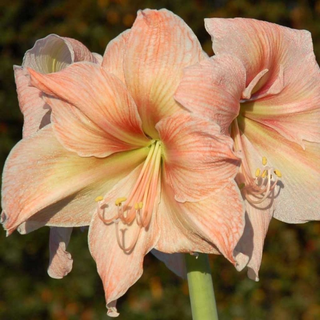 Amaryllis Exotica