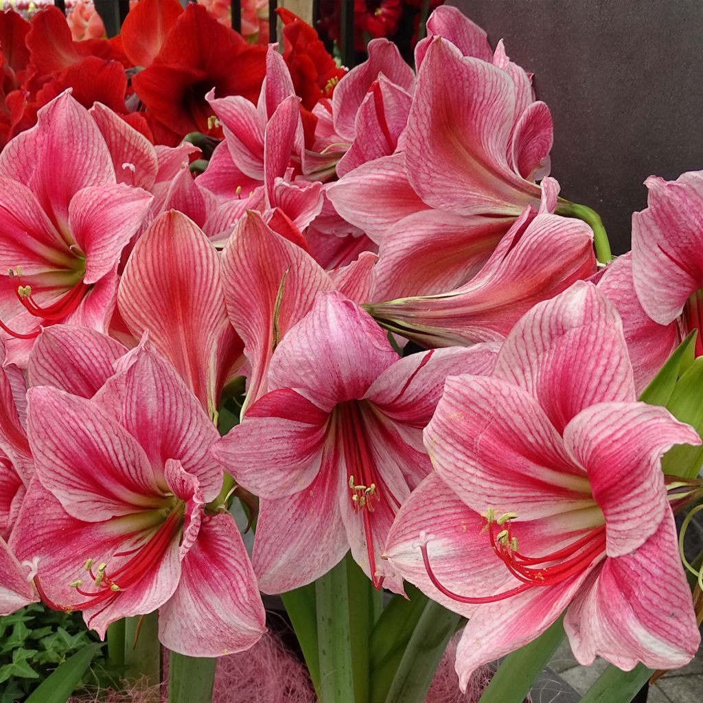 Amaryllis Gervase