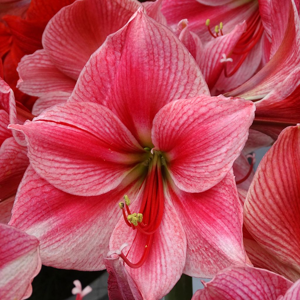 Amaryllis Gervase