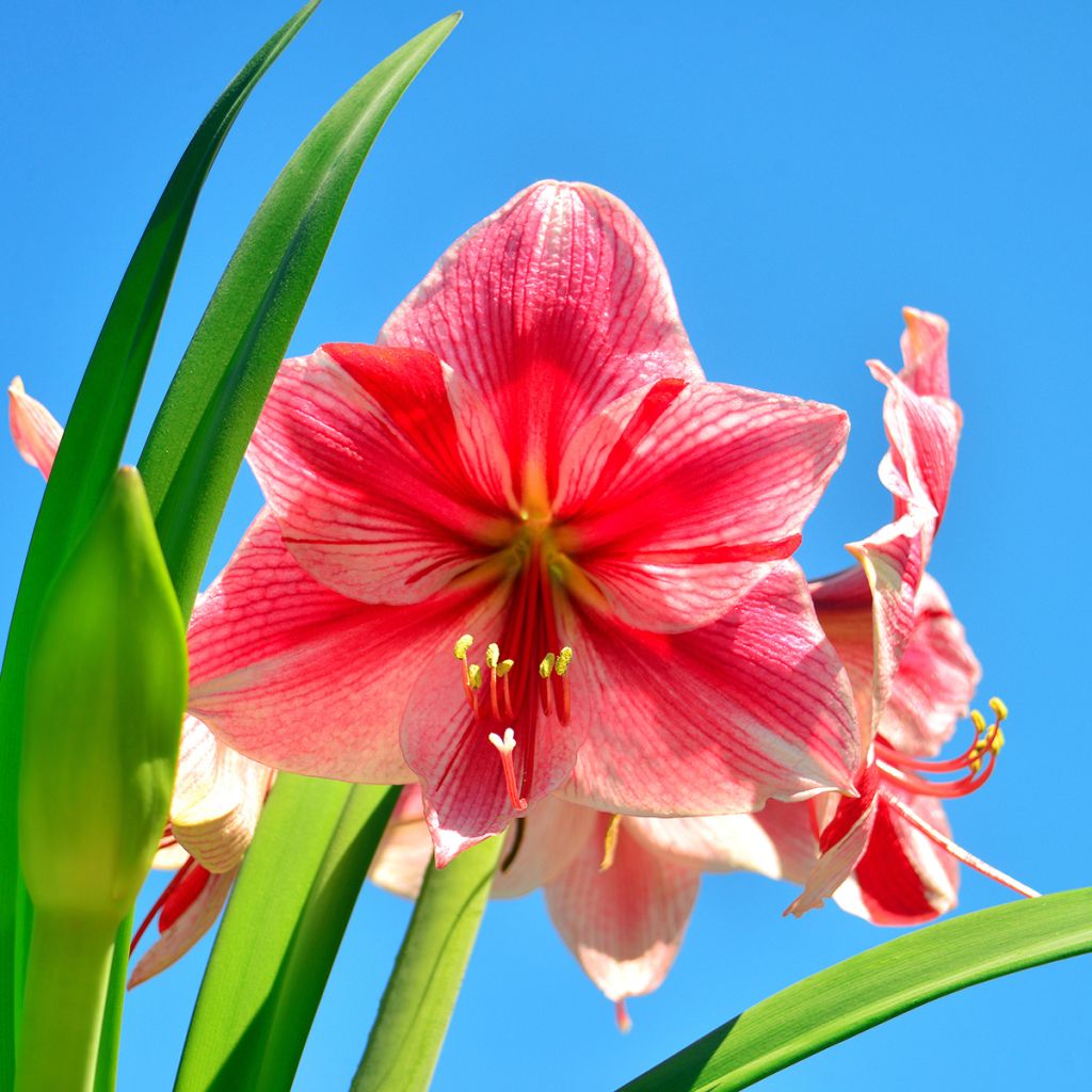 Amaryllis Gervase