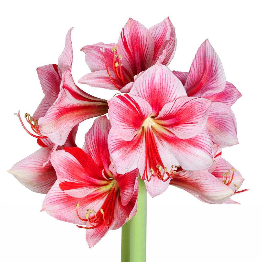 Amaryllis Gervase