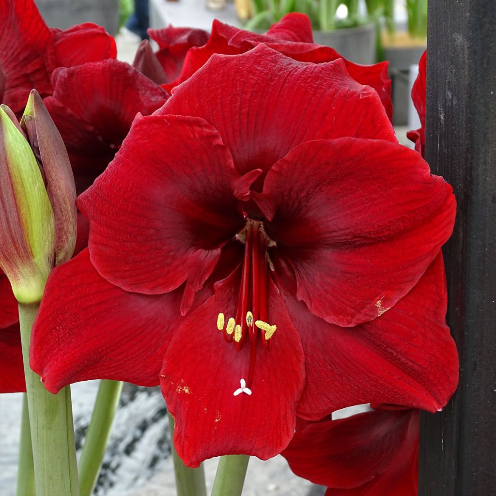 Amaryllis Grand Diva