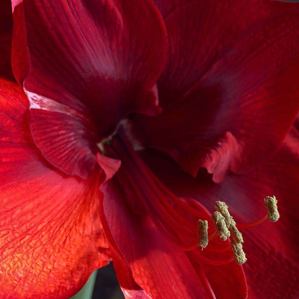 Amaryllis Grand Diva