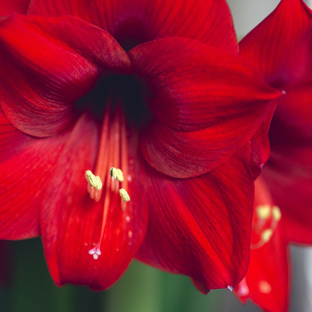 Amaryllis Grand Diva