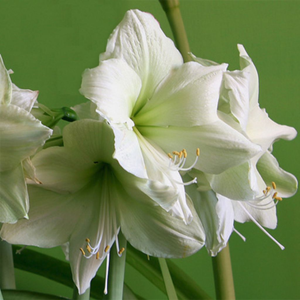 Amaryllis Luna - Hippeastrum ivoire