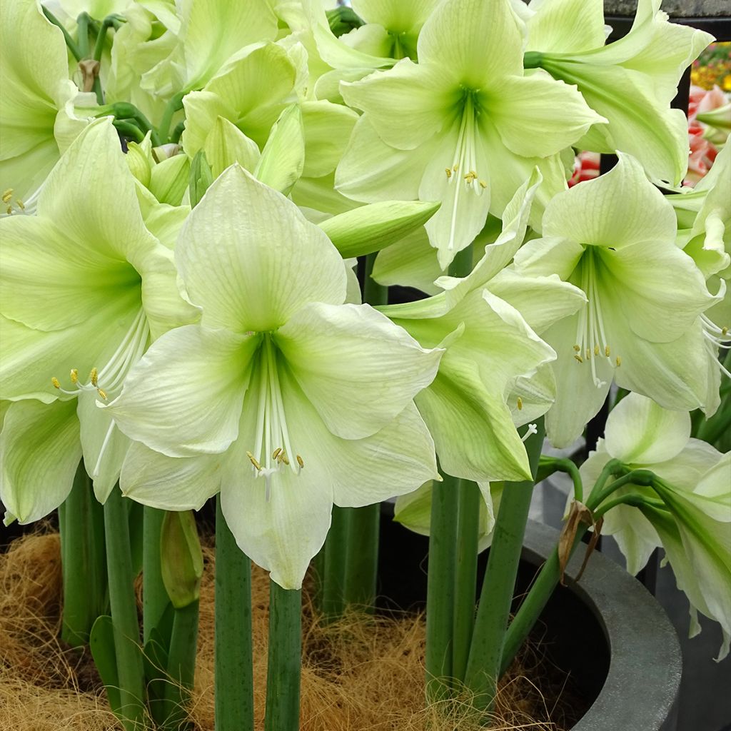 Amaryllis Luna