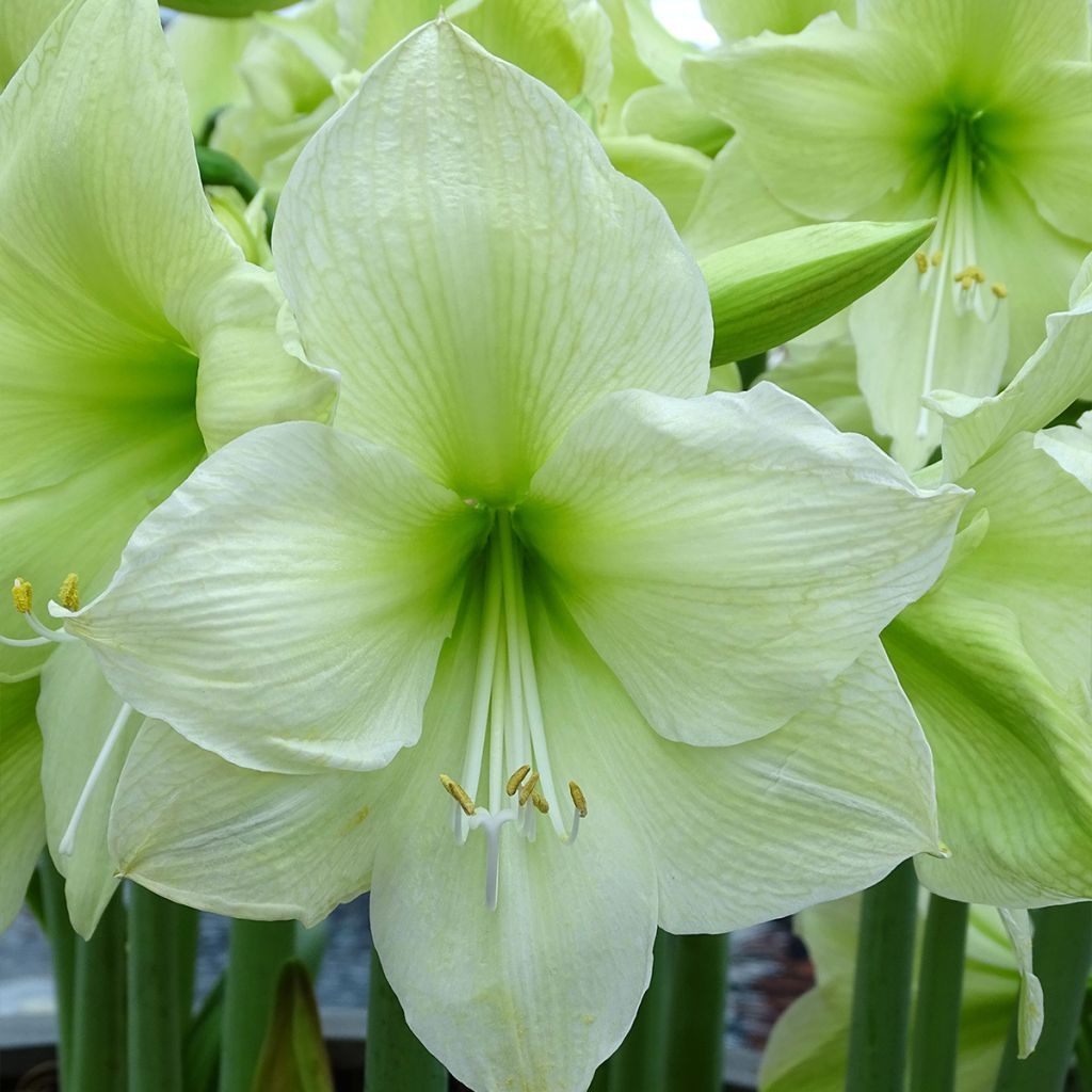 Amaryllis Luna