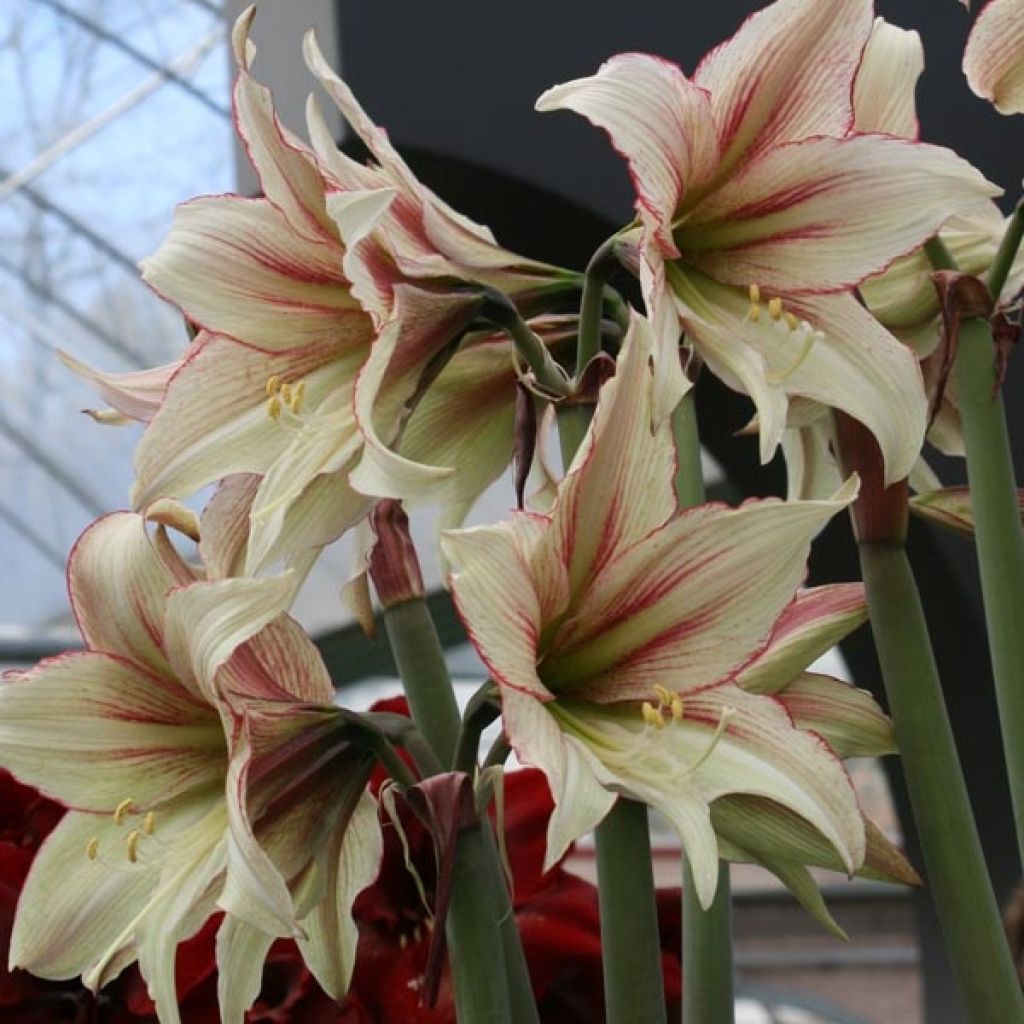 Amaryllis Magic Green