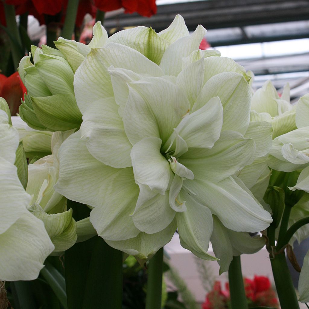 Amaryllis Marilyn - Hippeastrum