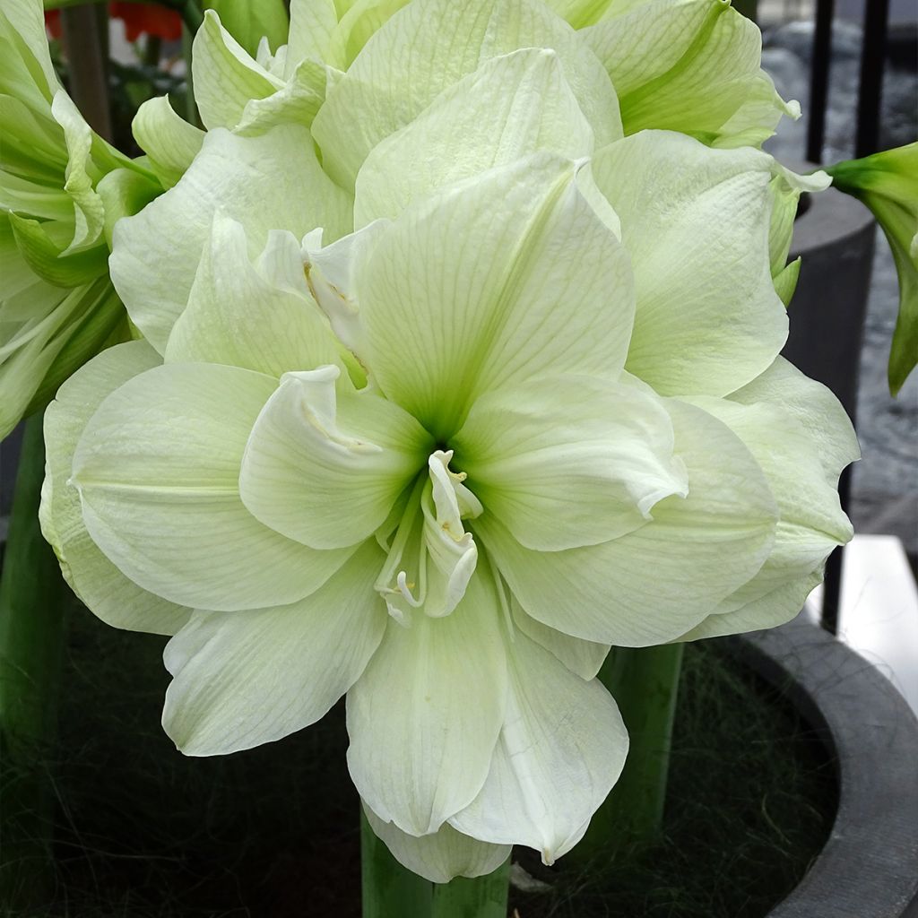 Amaryllis double Marilyn