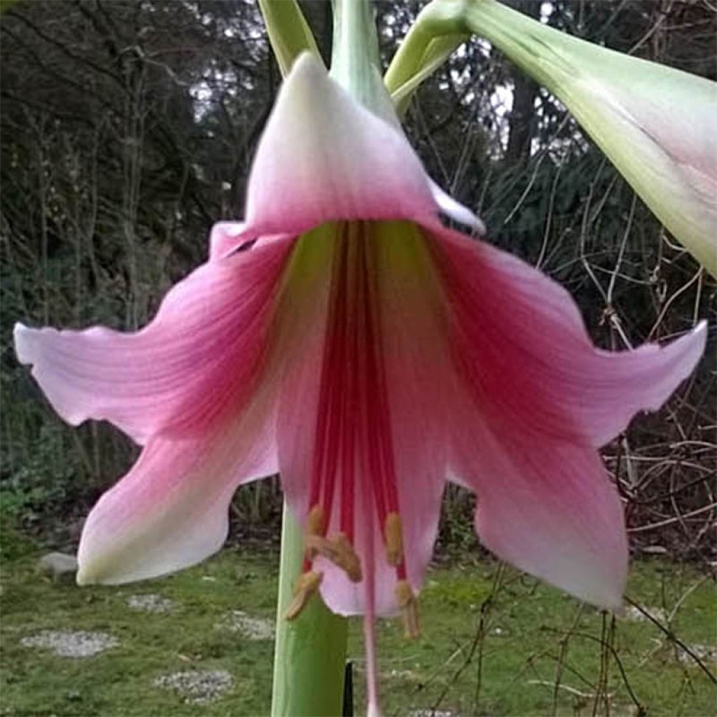 Amaryllis Misty - Hippeastrum blanc et rose veiné de rose soutenu.