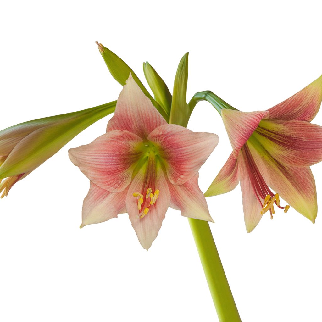 Amaryllis Misty