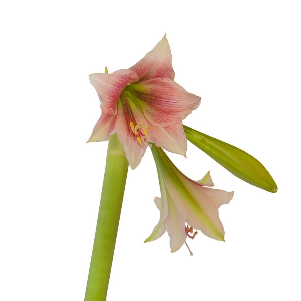 Amaryllis Misty