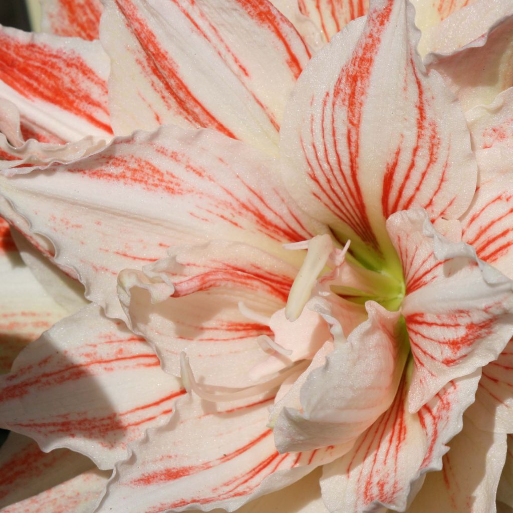 Amaryllis Nymph - Hippeastrum double blanc et rose corail.