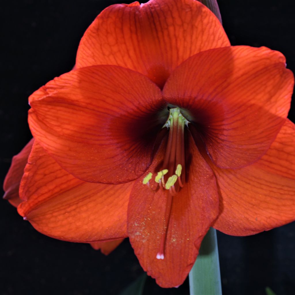 Amaryllis Orange Souvereign