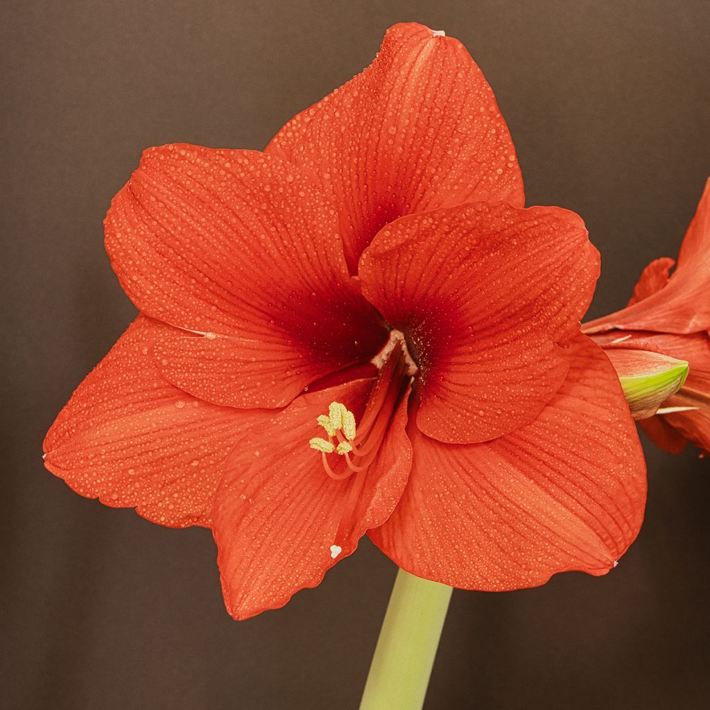 Amaryllis Orange Souvereign