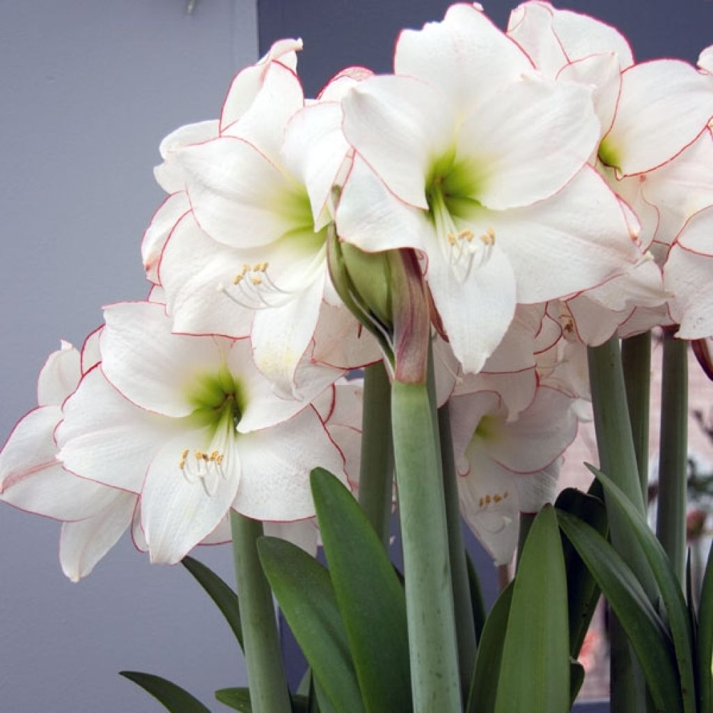 Amaryllis Picotee