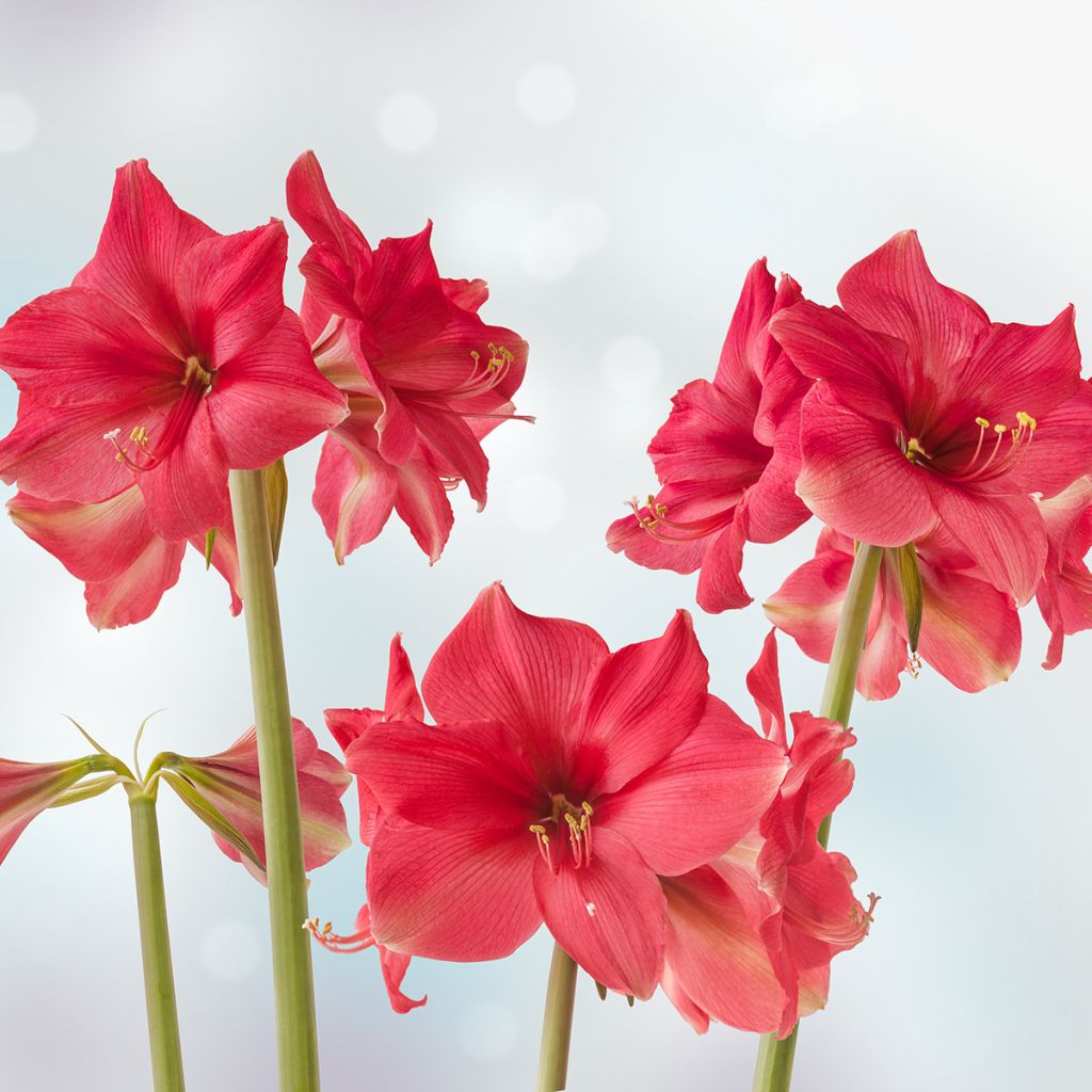 Amaryllis Pink Surprise