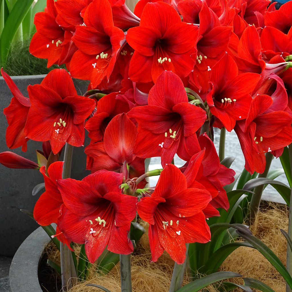 Amaryllis Rapido