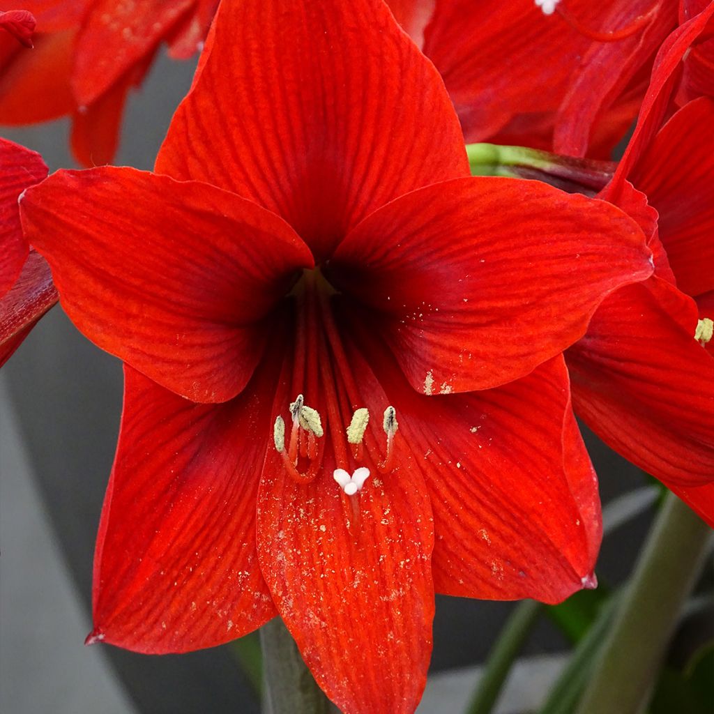 Amaryllis Rapido