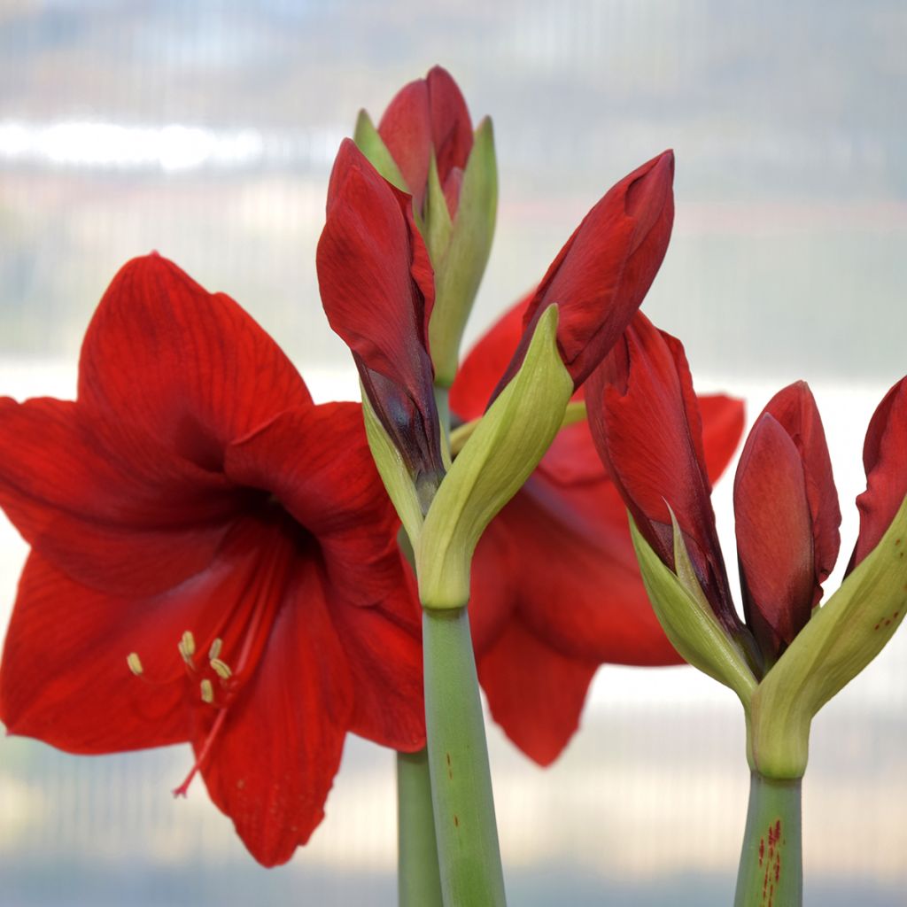 Amaryllis Red Lion