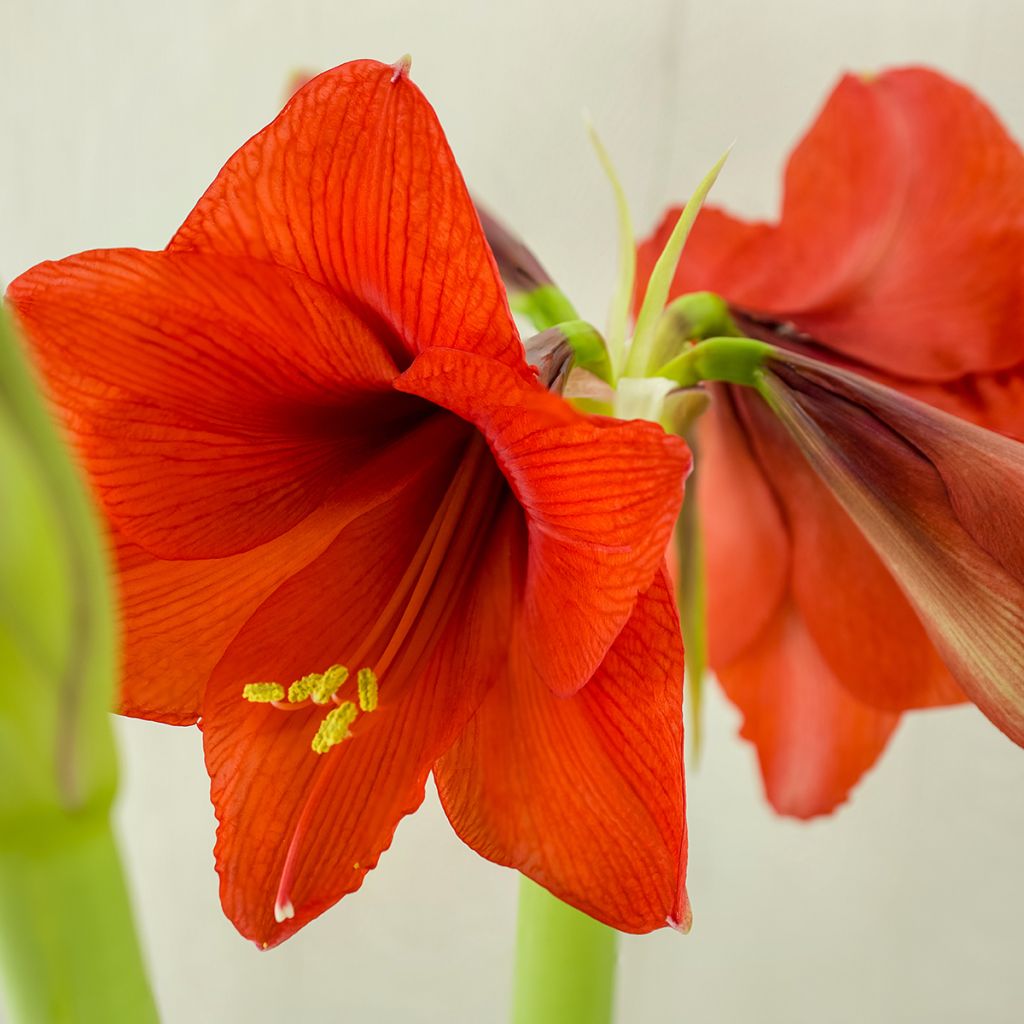 Amaryllis Red Lion