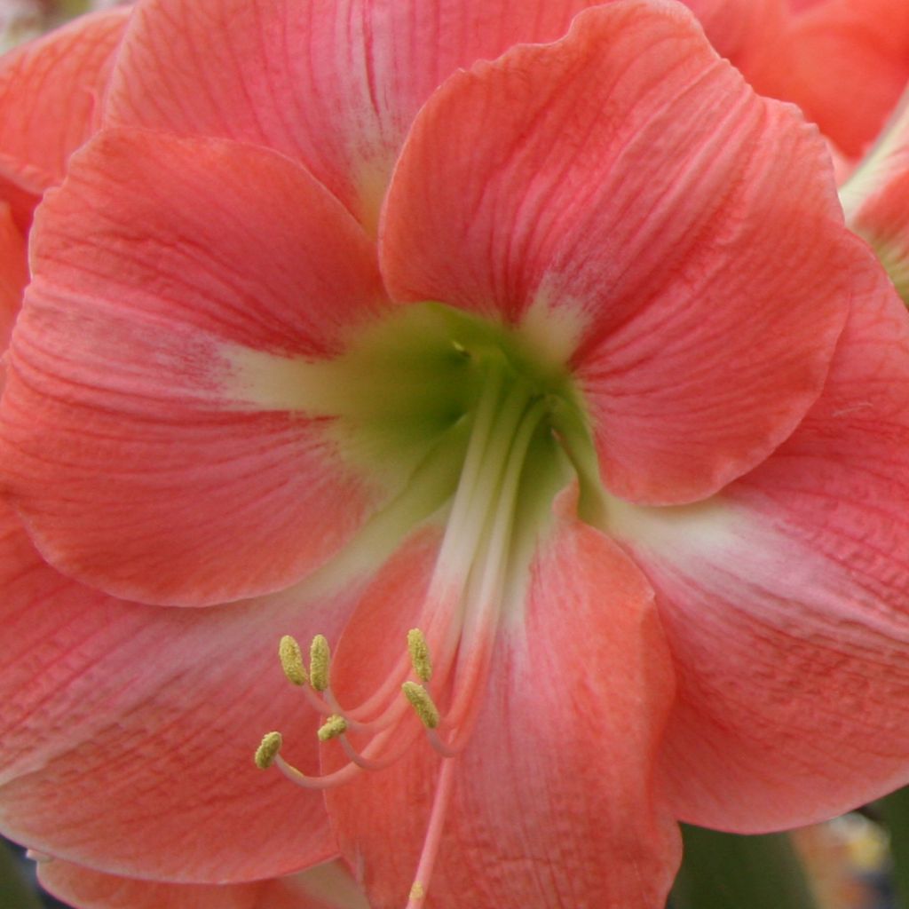 Amaryllis Rosalie - Hippeastrum rose saumon et blanc, gorge verte.