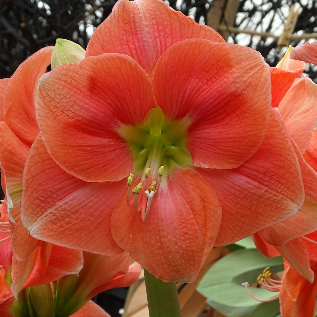 Amaryllis Rosalie