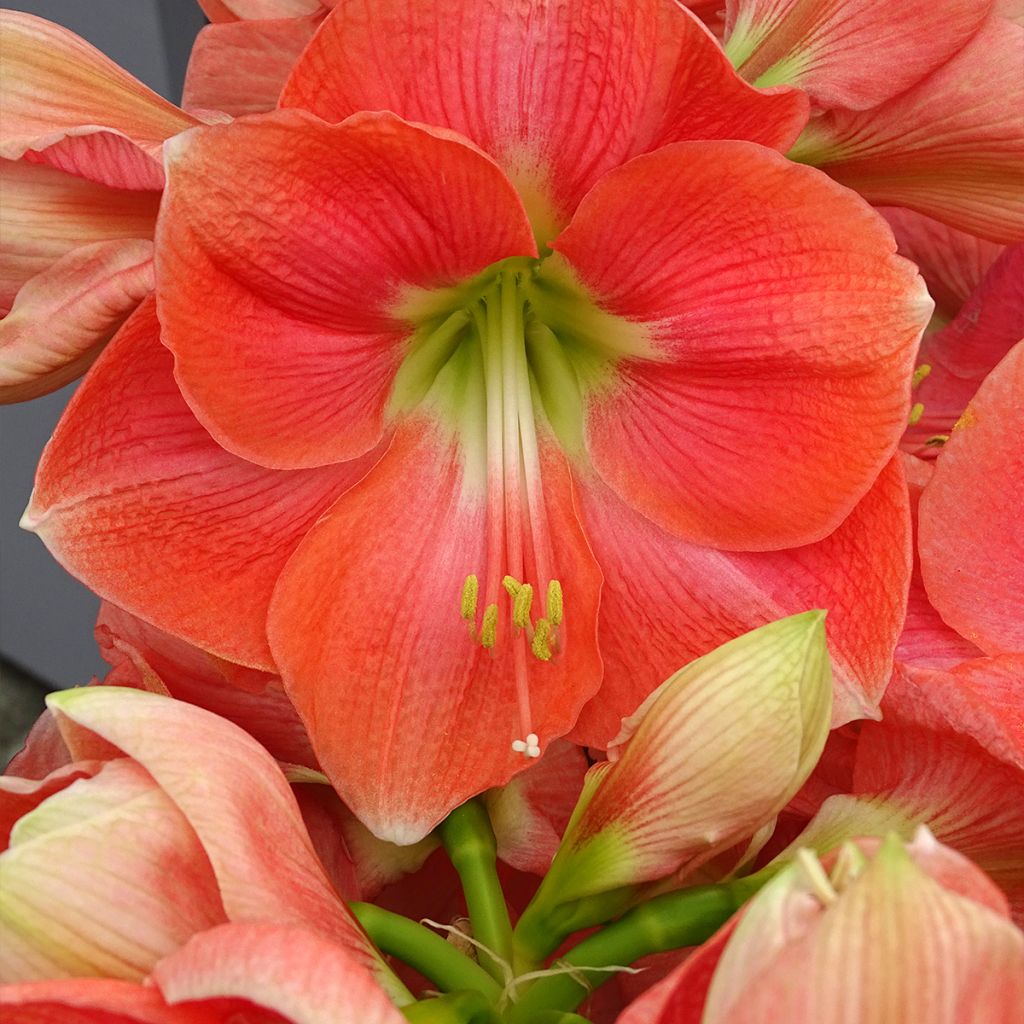 Amaryllis Rosalie