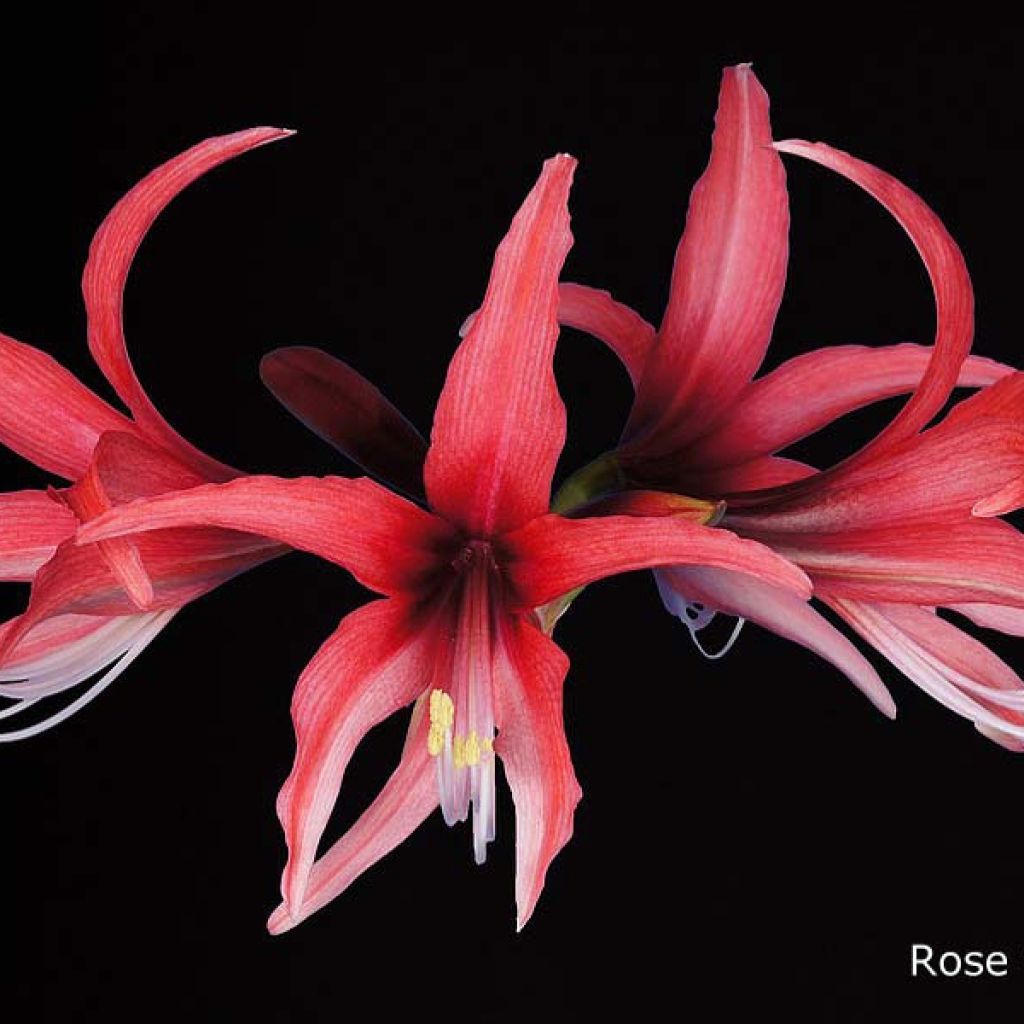 Amaryllis Rose Cybister - Hippeastrum