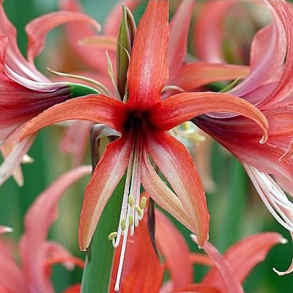 Amaryllis Rose Cybister - Hippeastrum